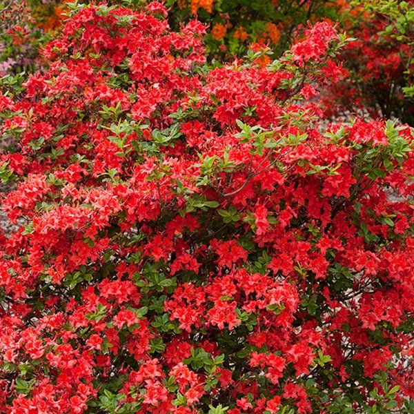 Azalea-Electric Light Red - G2