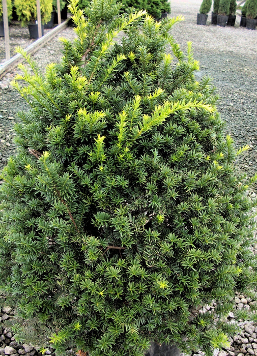 Yew-Upright Captain - G3