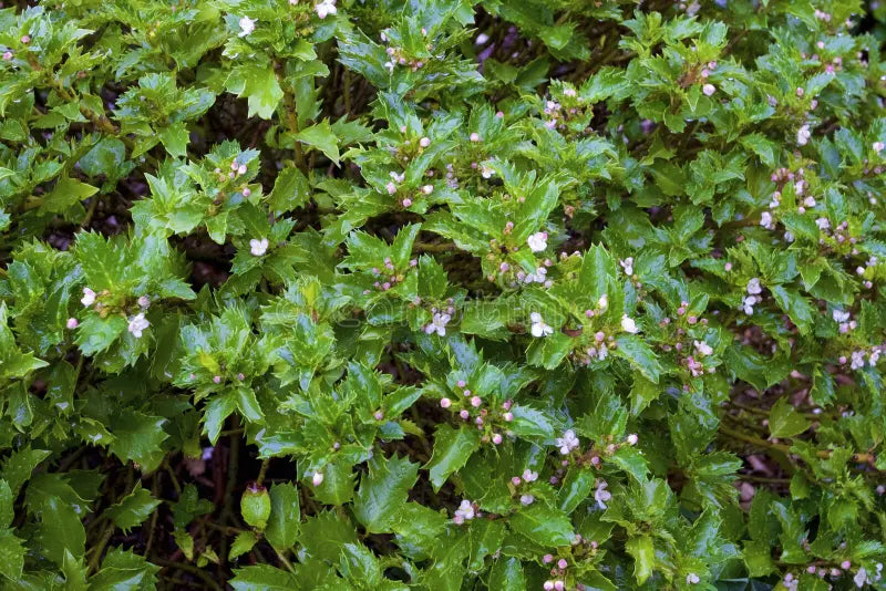Holly-Emerald Magic - G3
