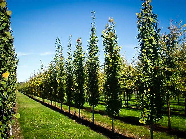Aspen-Swedish Columnar - 2.5"