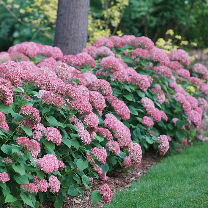 Hydrangea-Invinc Spirit II - G3