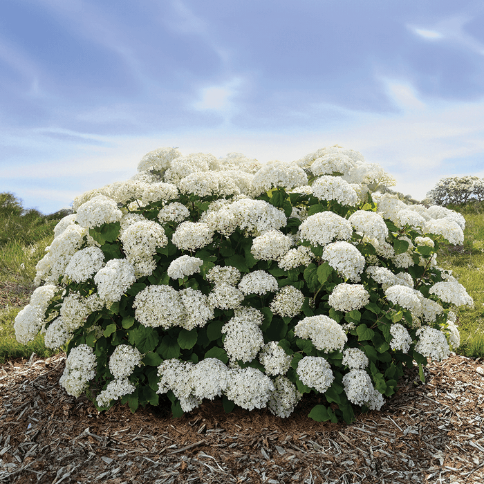 Hydrangea-Flower Full - G2/G3