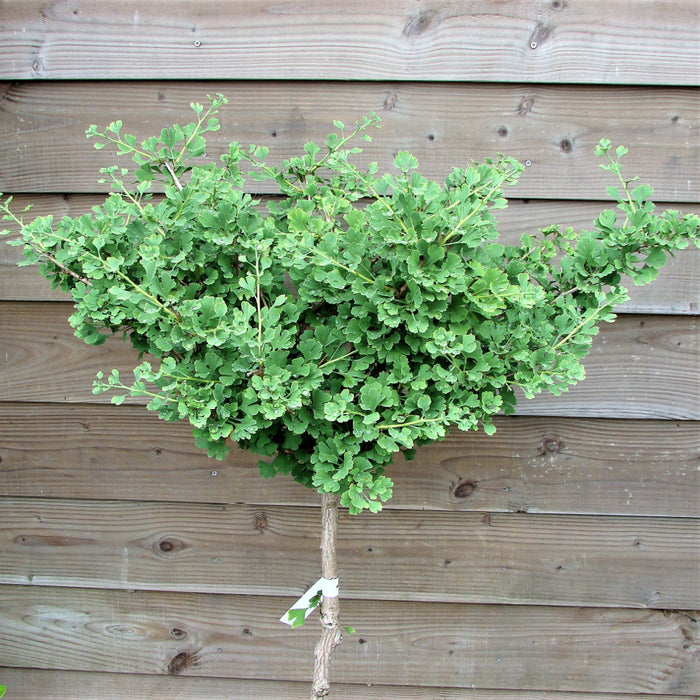 Ginkgo-Clica - 24-30"