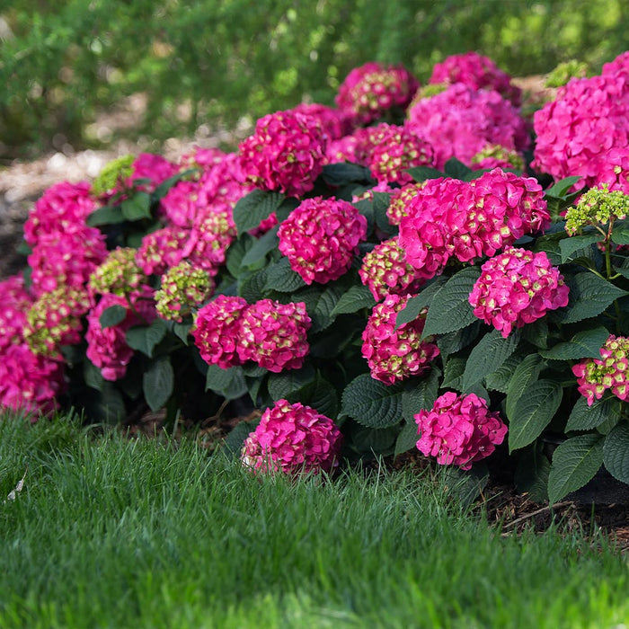 Hydrangea-Summer Crush - G2/G3