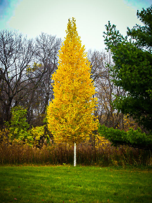 Birch-Dakota Pinnacle - 2"
