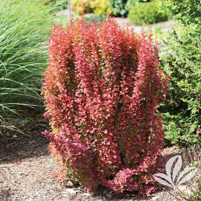 Barberry-Orange Rocket - G5