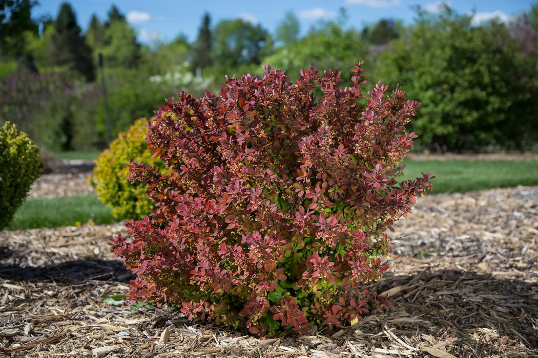Barberry-Toscana - G2/G3