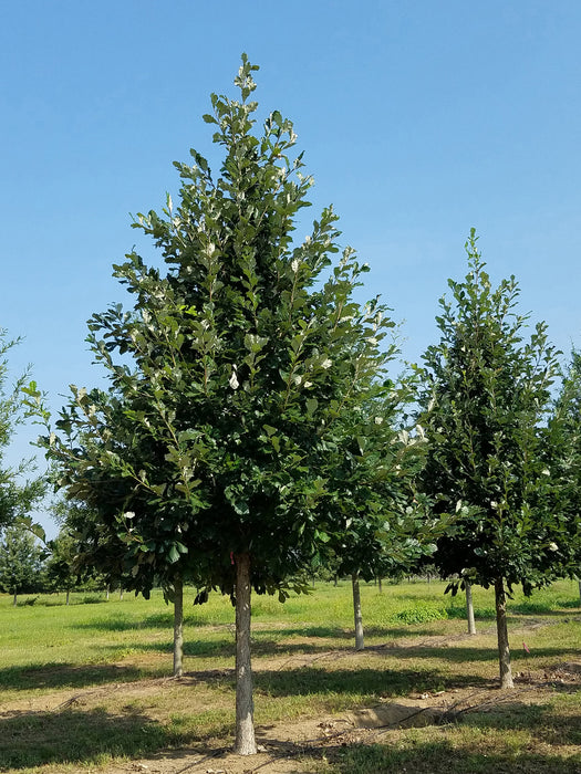 Oak-Swamp White - 2"