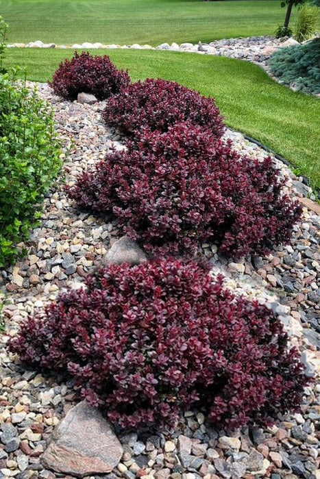 Barberry-Concorde - G2/G3