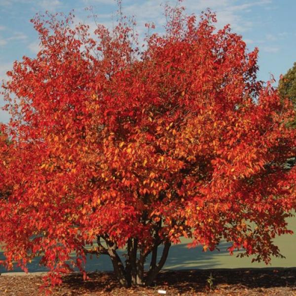 Musclewood-WI Red - 6' Cl
