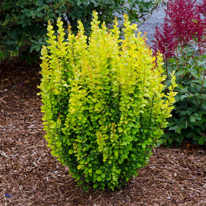 Barberry-Gold Pillar - G3/G2