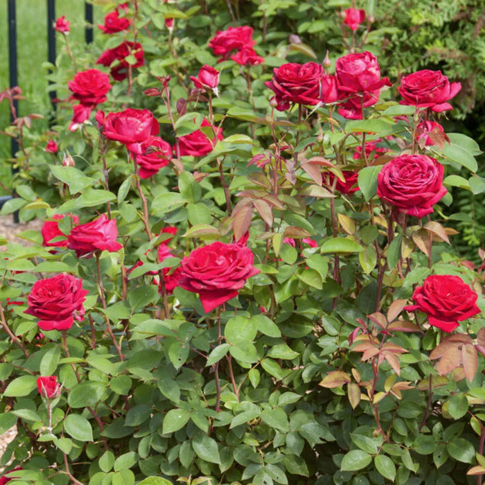 Rose-Kashmir - G2/G3