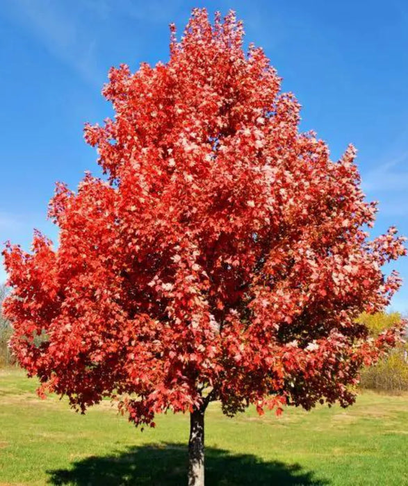 Maple-Brandywine - 2"