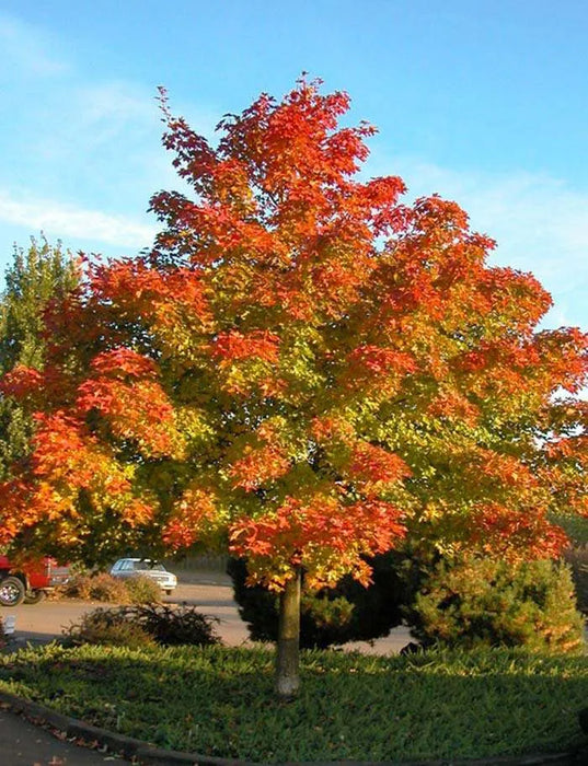 Maple-Pacific Sunset - 2"