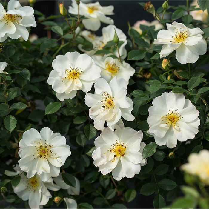 Rose-Oscar Peterson - G2/G3