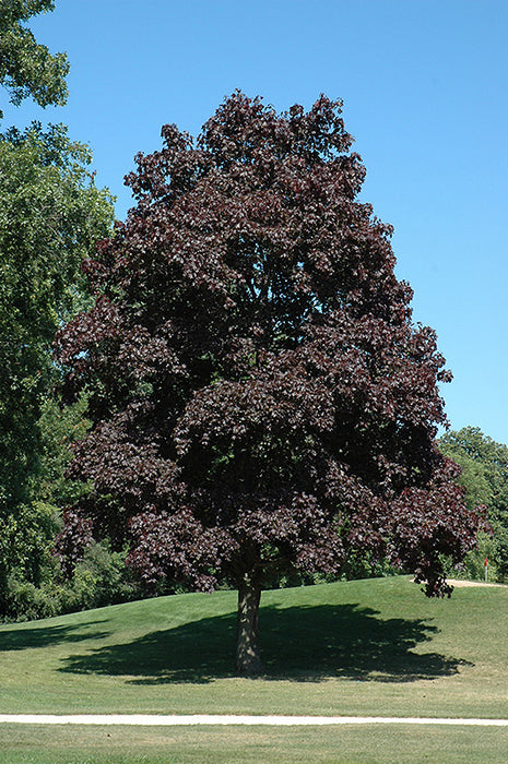 Maple-Crimson King - 2"