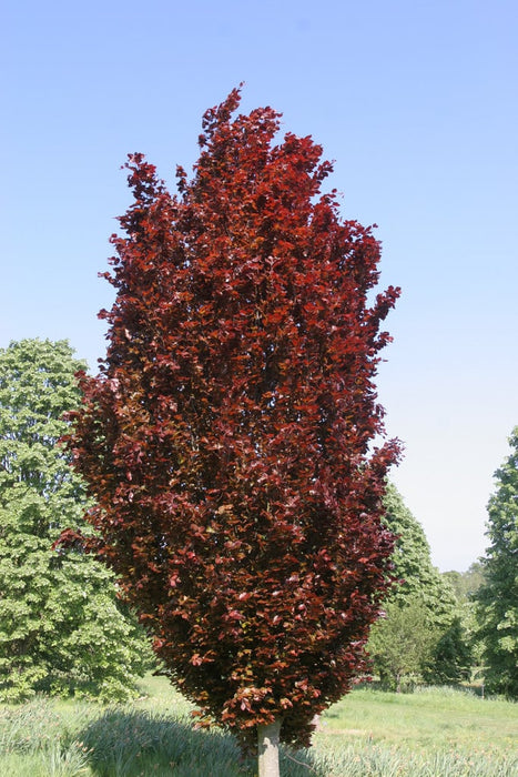 Beech-Red Obelisk - 7-8'