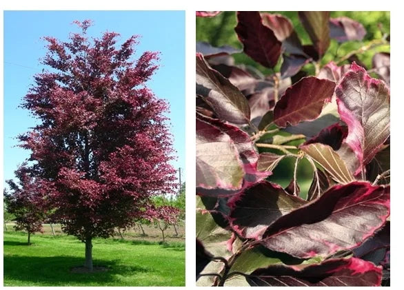 Beech-Tri Color - 1.75"