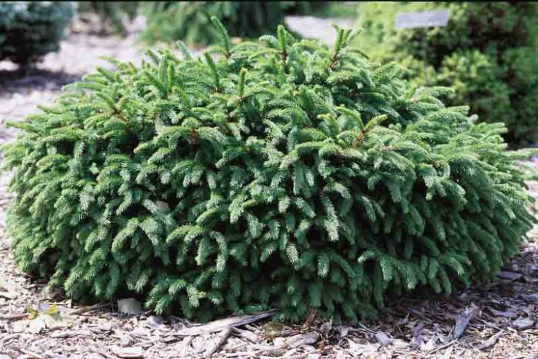 Spruce-Pumila - G5