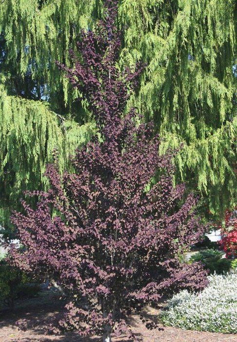 Katsura-Red Fox - 5-6'