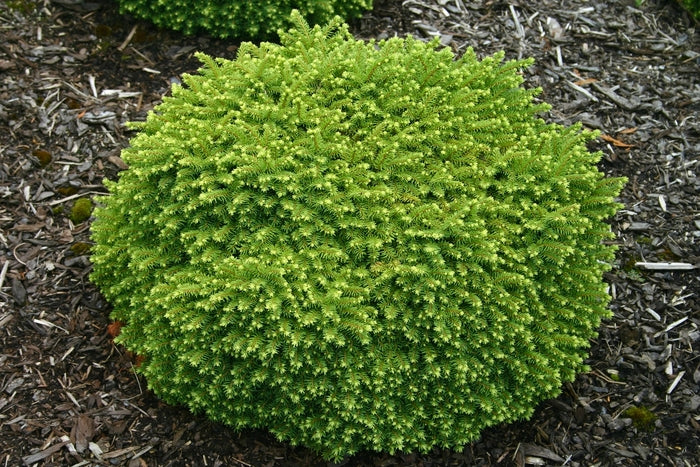 Spruce-Little Gem - G3