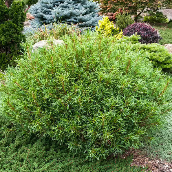 Pine-Mini Twists - G6