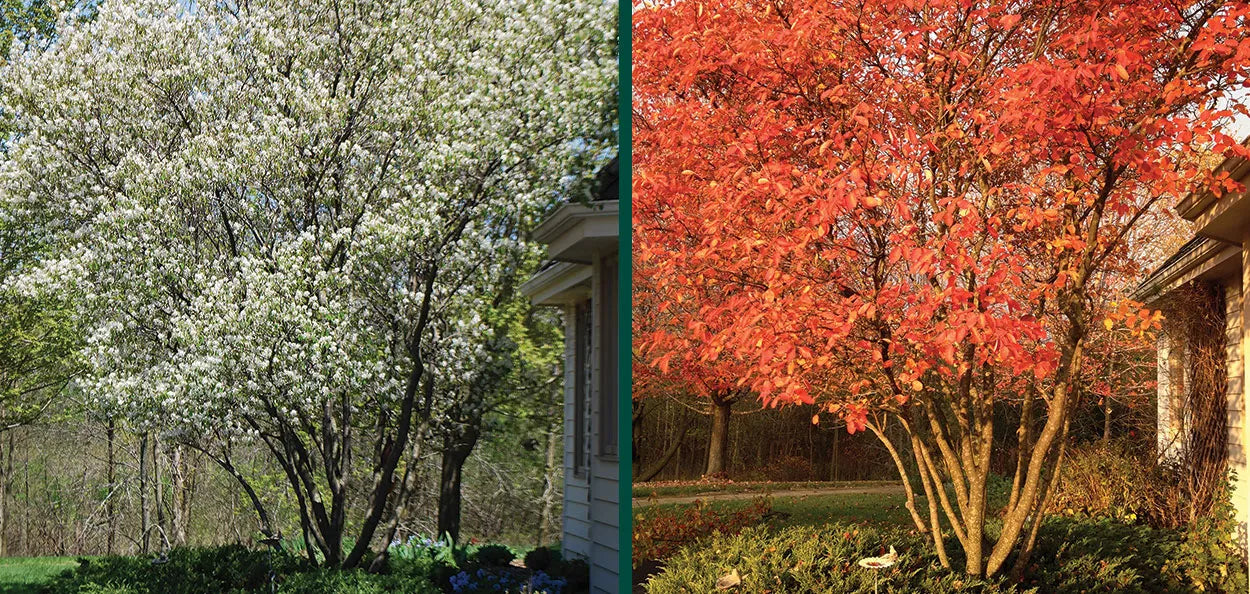 Serviceberry-Autumn Bril - 8-9'