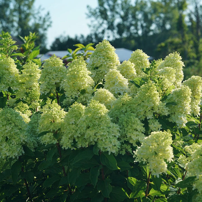Hydrangea-Limelight - 5'