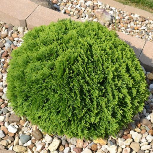 Arborvitae-Hetz Midget - G2/G3