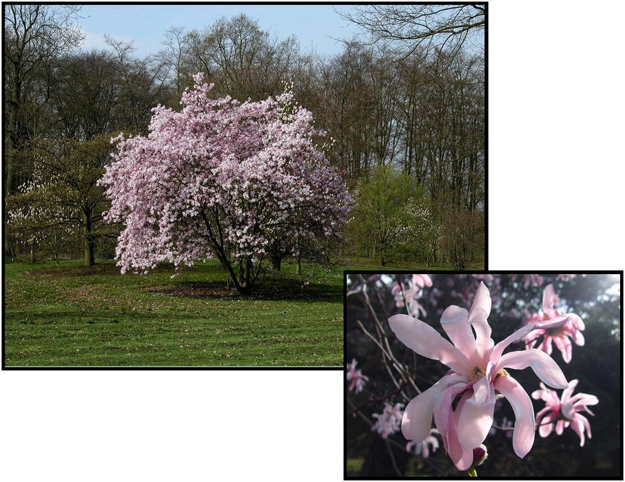 Magnolia-Leonard Messel - G15
