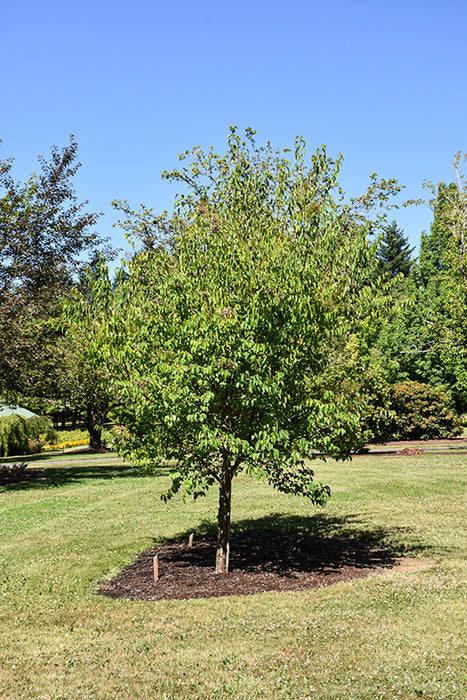 Lilac-Tree Great Wall - 2"