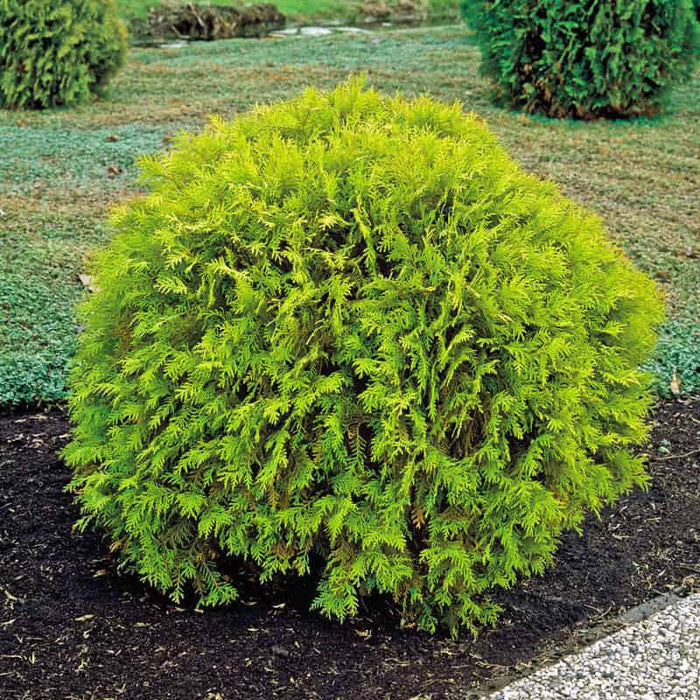 Arborvitae-Golden Globe - G3