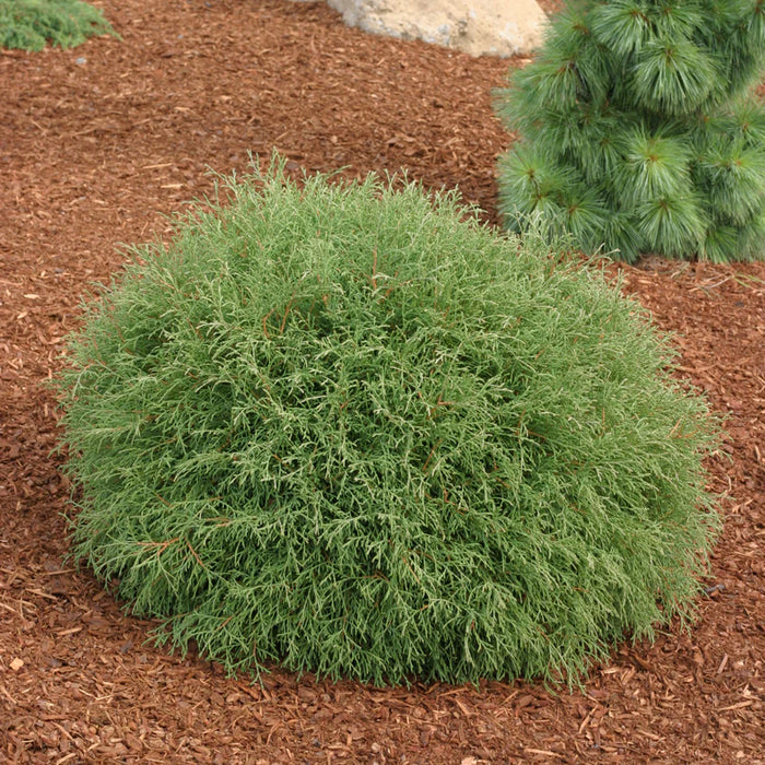 Arborvitae-Bowling Ball - G2/G3