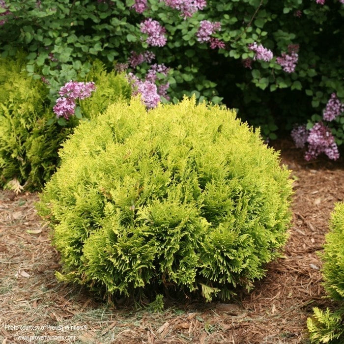 Arborvitae-Anna Magic Ball - G3