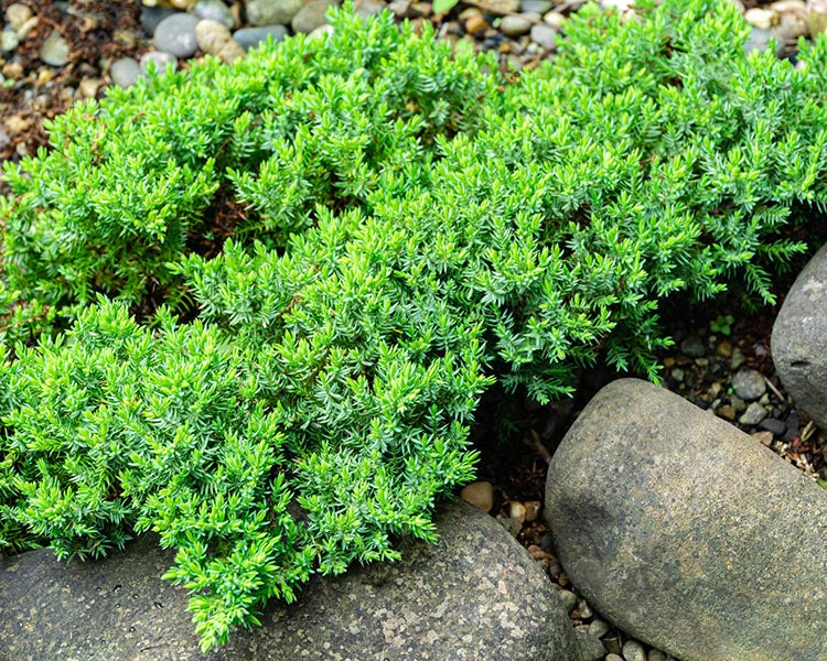 Juniper-Japanese Garden - G2/G3