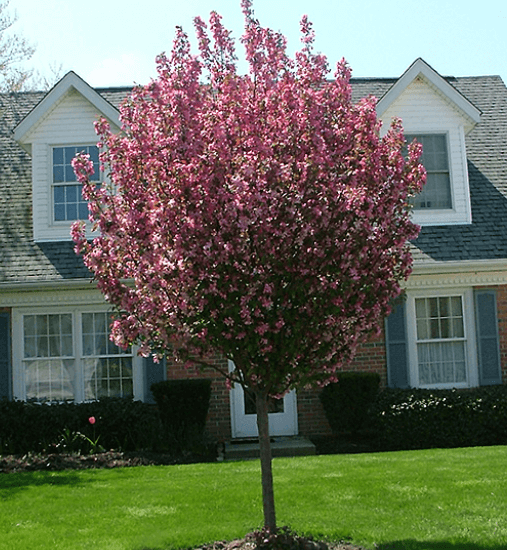 Crabapple-Rejoice - 2"