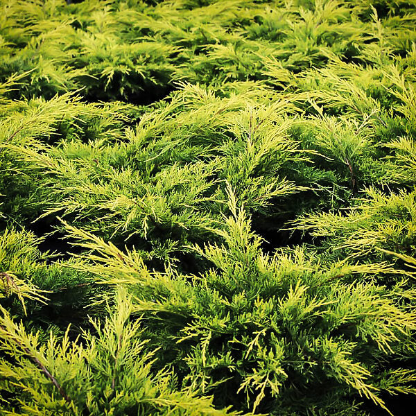 Juniper-Golden Lace - G3