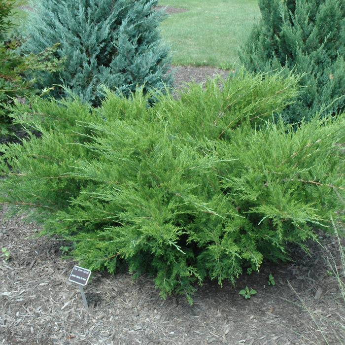 Juniper-Sea Green - G2/G3