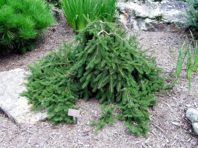Spruce-Formanek - G6