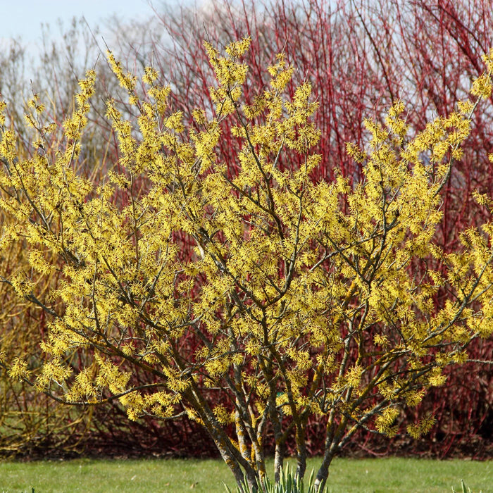 Witch Hazel - G5