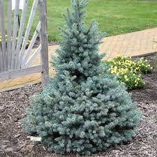Spruce-Sester - G10