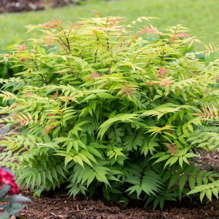 Sorbaria-Cherry On Top - G2/G3