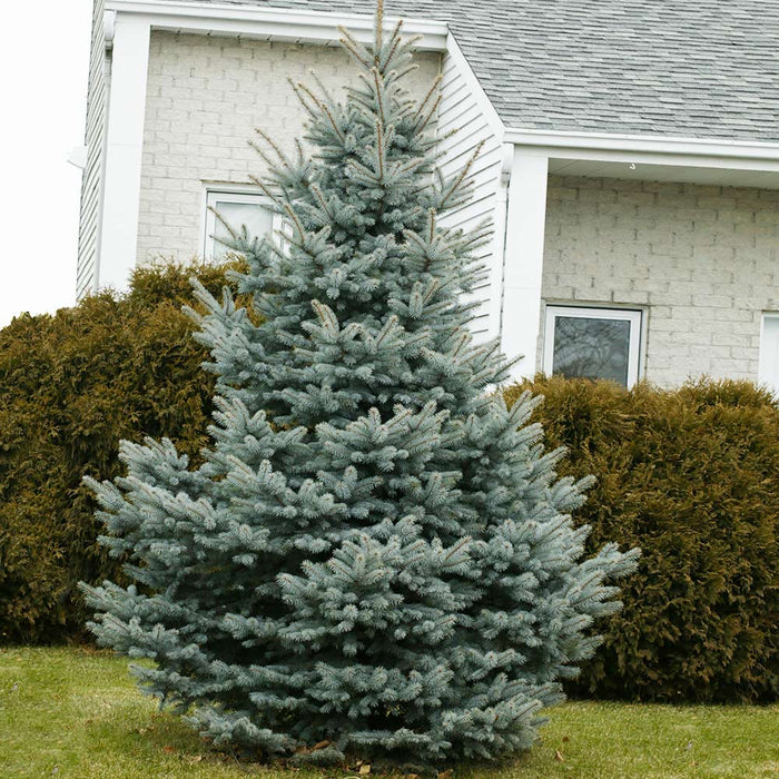 Spruce-Baby Blue - 4-5'