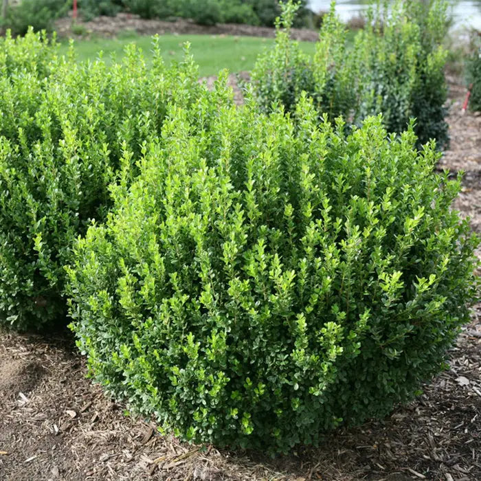 Boxwood-Calgary - G3