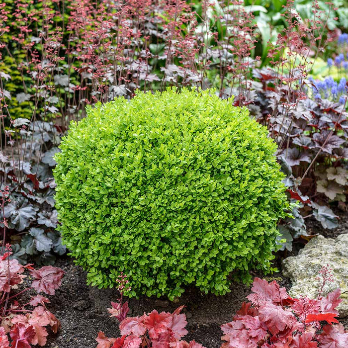 Boxwood-Green Velvet - G10
