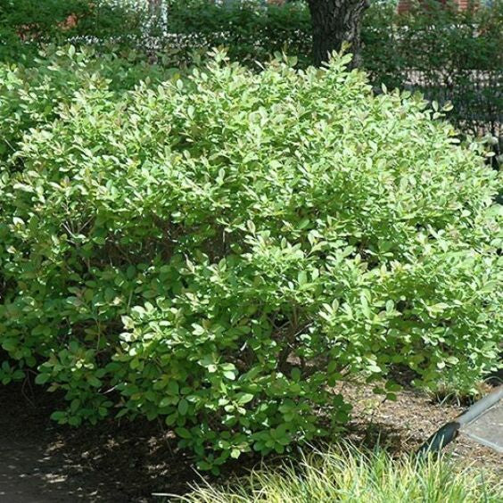 Winterberry-Jim Dandy - G3