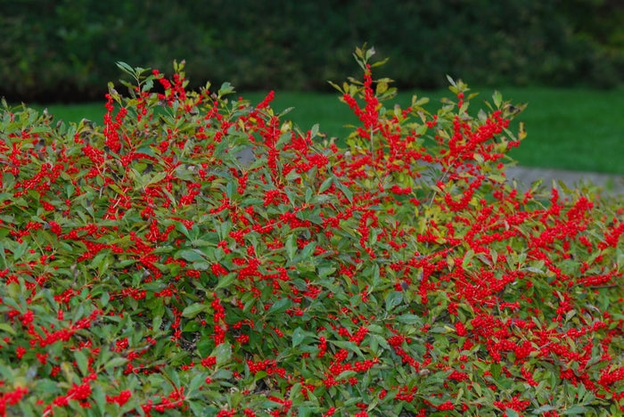 Winterberry-Red Sprite - G3