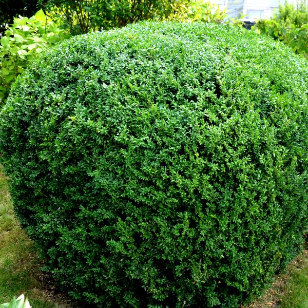 Boxwood-Independence - G10