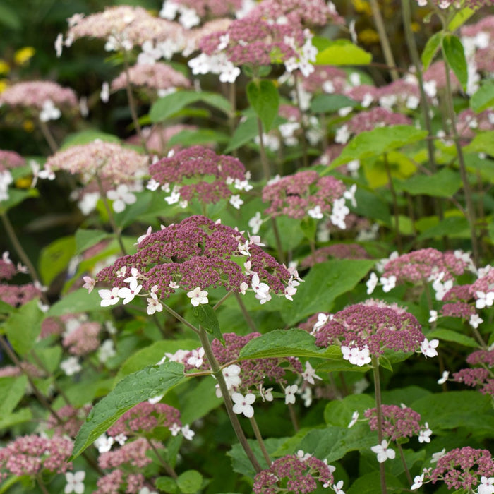 Hydrangea-Pinky Pollen R. - G3