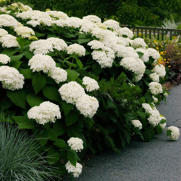 Hydrangea-Annabelle - G3